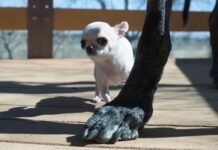 Verdens største hund møter den minste i et hjerteskjærende møte