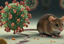 Hantavirus: Symptomer, årsaker og forebygging