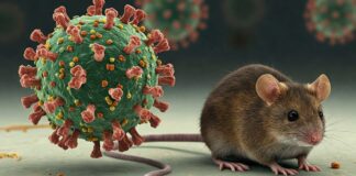 Hantavirus: Symptomer, årsaker og forebygging